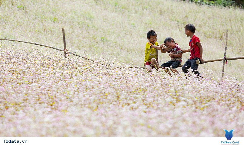 Địa điểm ngắm hoa tam giác mạch đẹp nhất ở hà giang